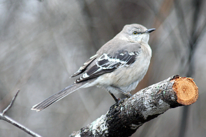 Northern Mockingbird